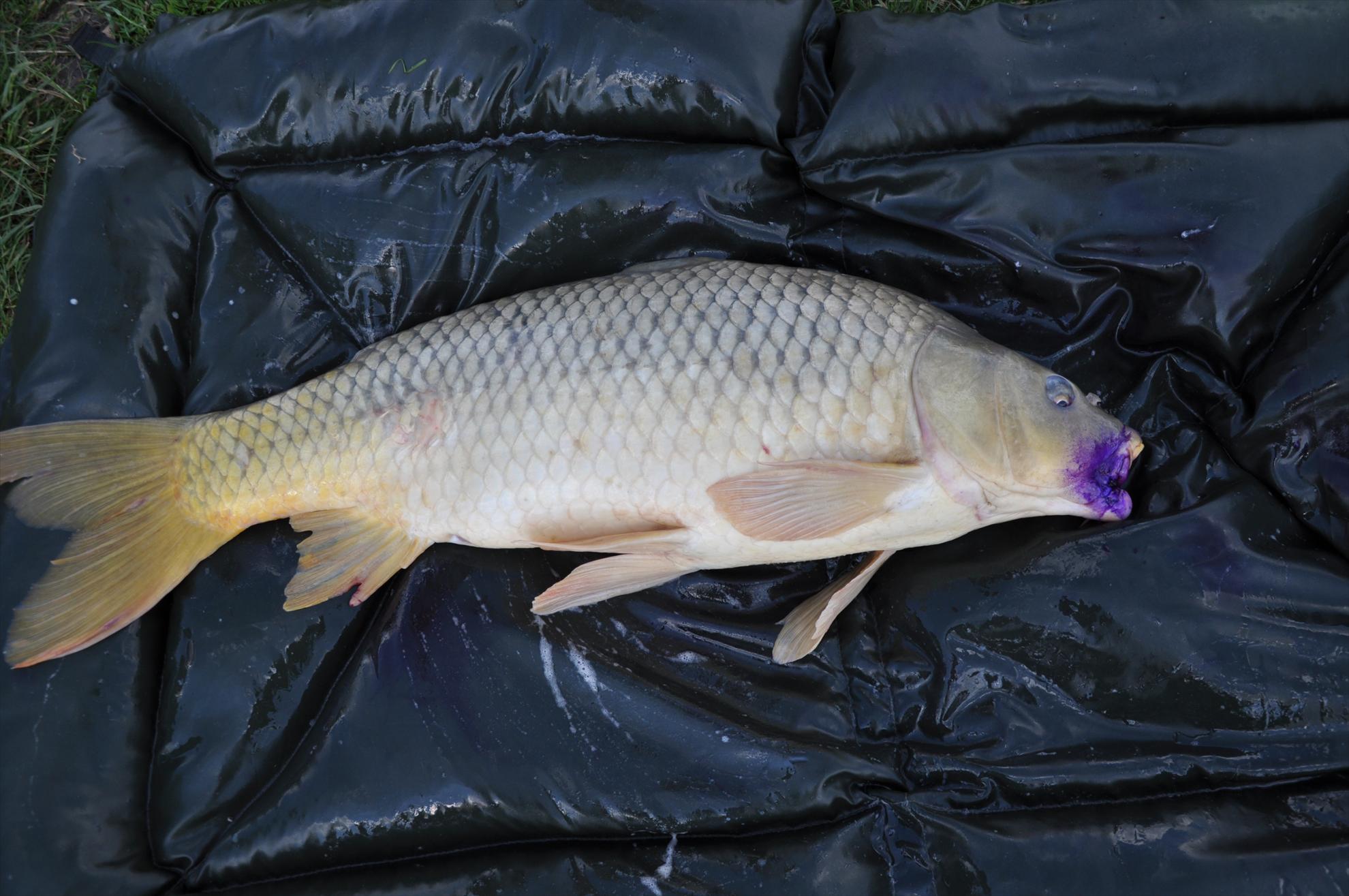 MV 2/3- 09/06/2013 - dsc0054.JPG